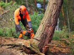 Best Tree Removal Service  in Sierra View, PA