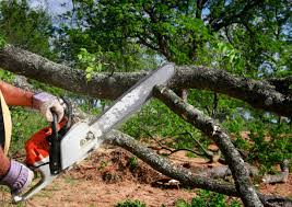 Best Storm Damage Tree Cleanup  in Sierra View, PA